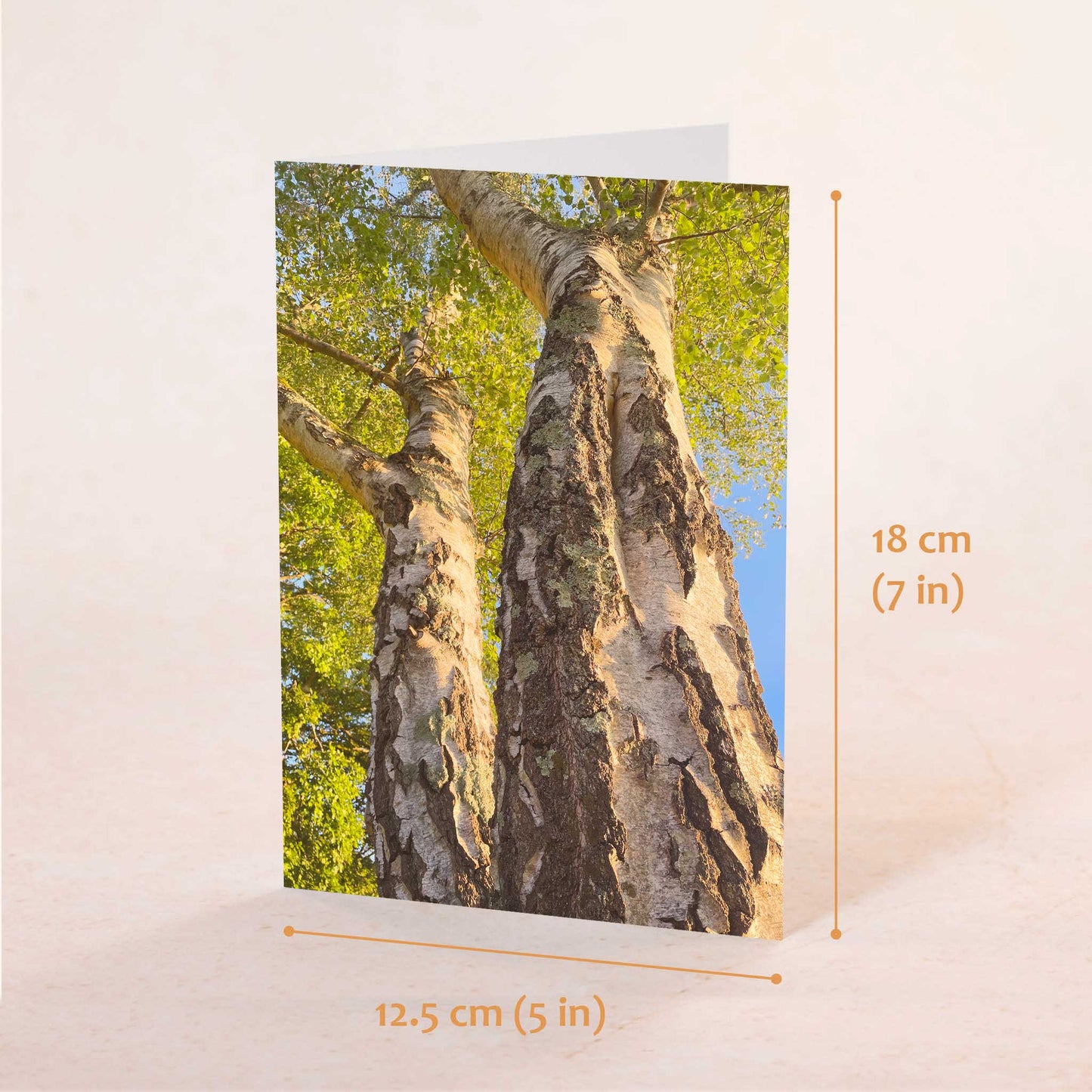 Majestic Birch