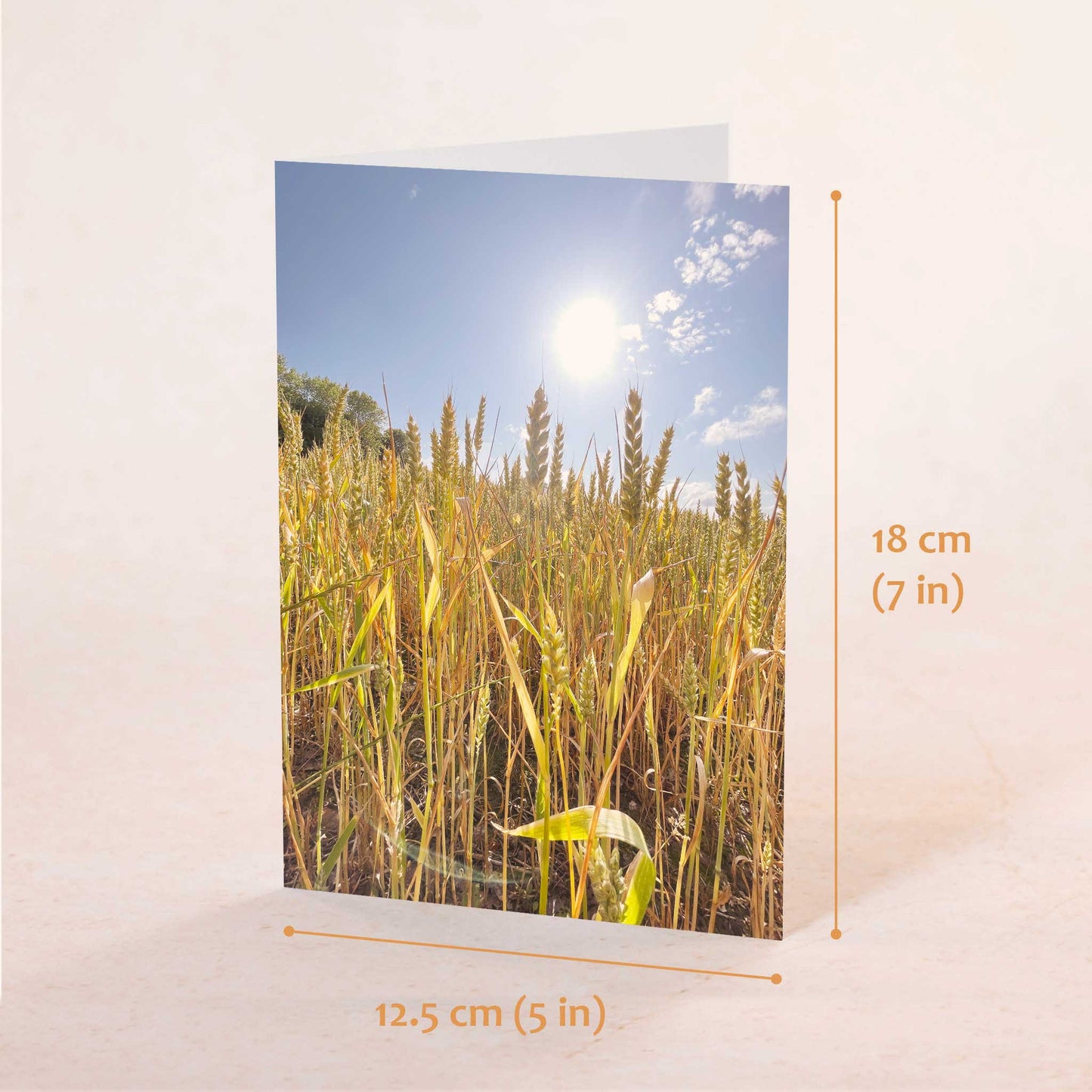 Sun-Ripened Wheat Greeting Card