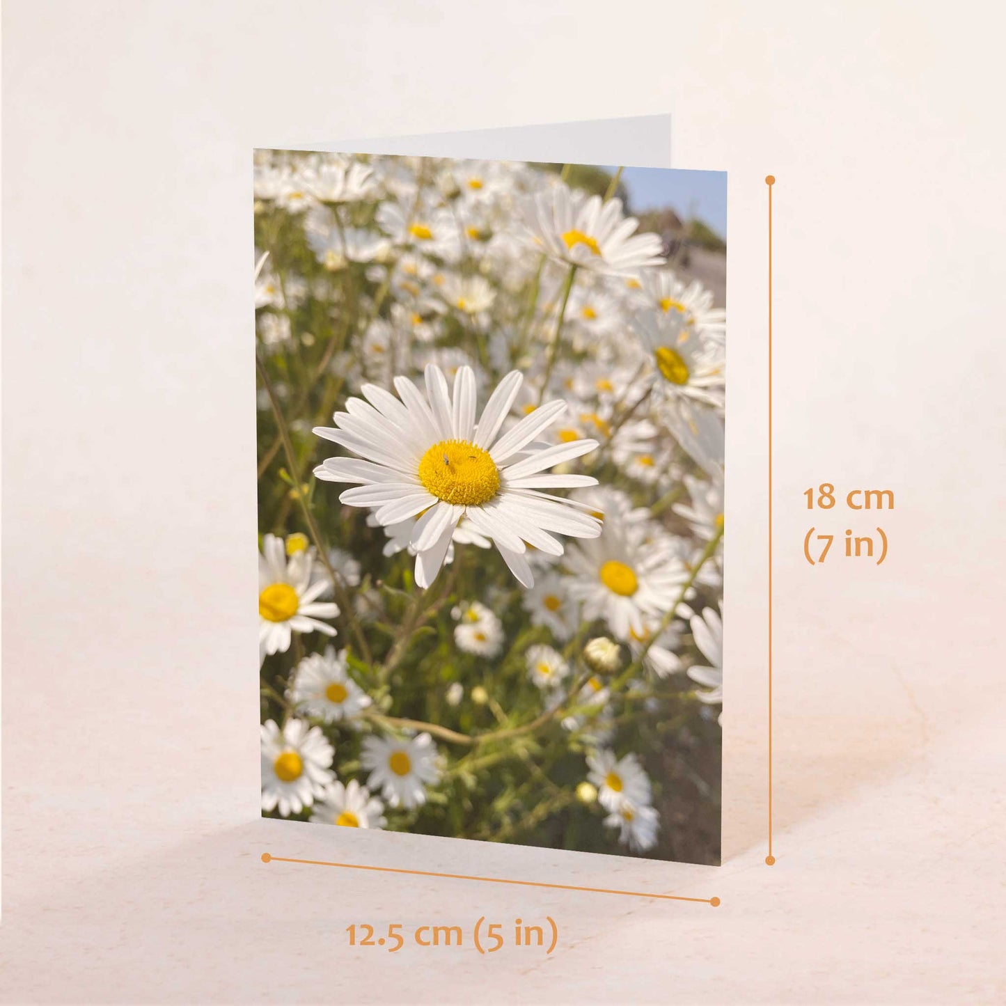 Daisy Glory Greeting Card
