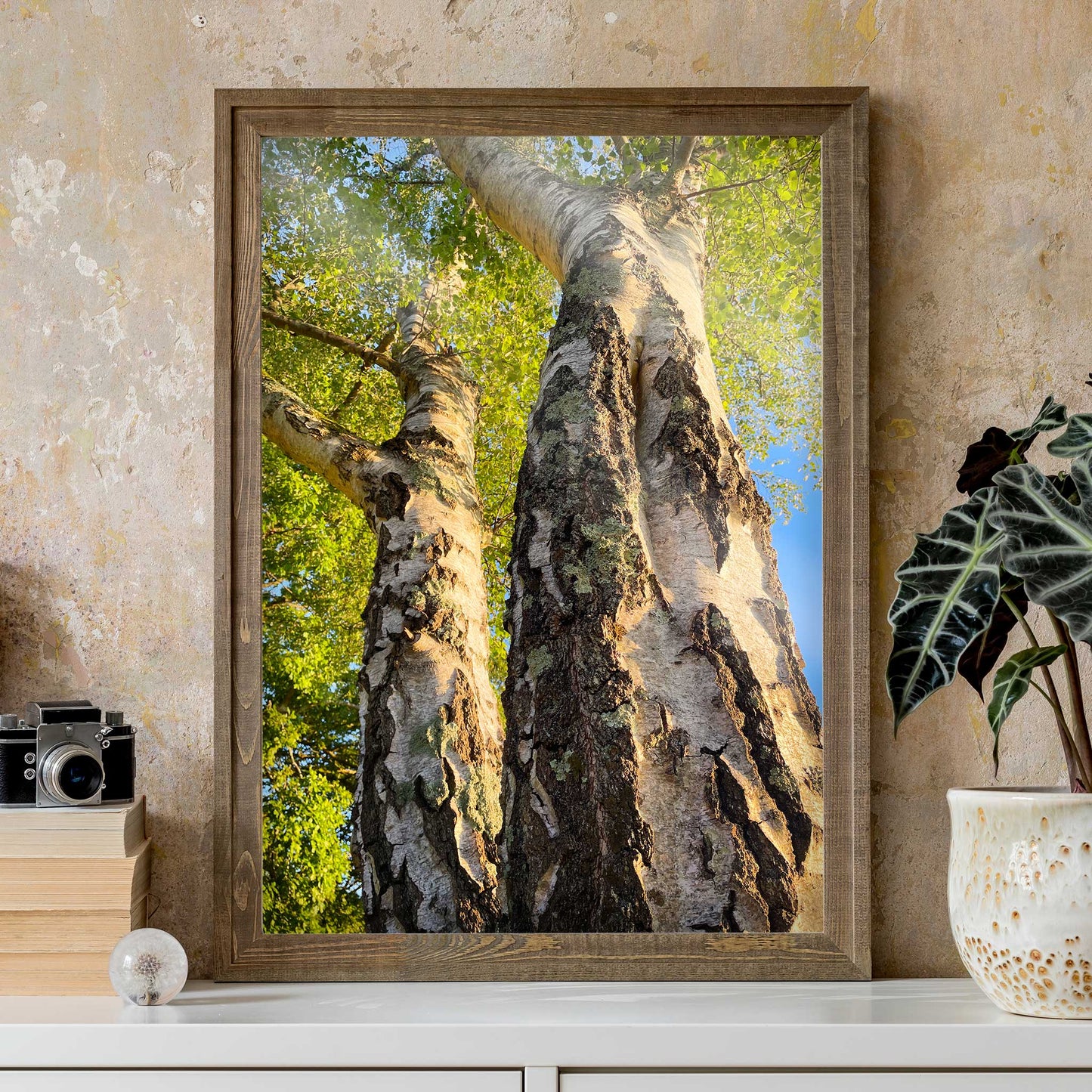 Majestic Birch