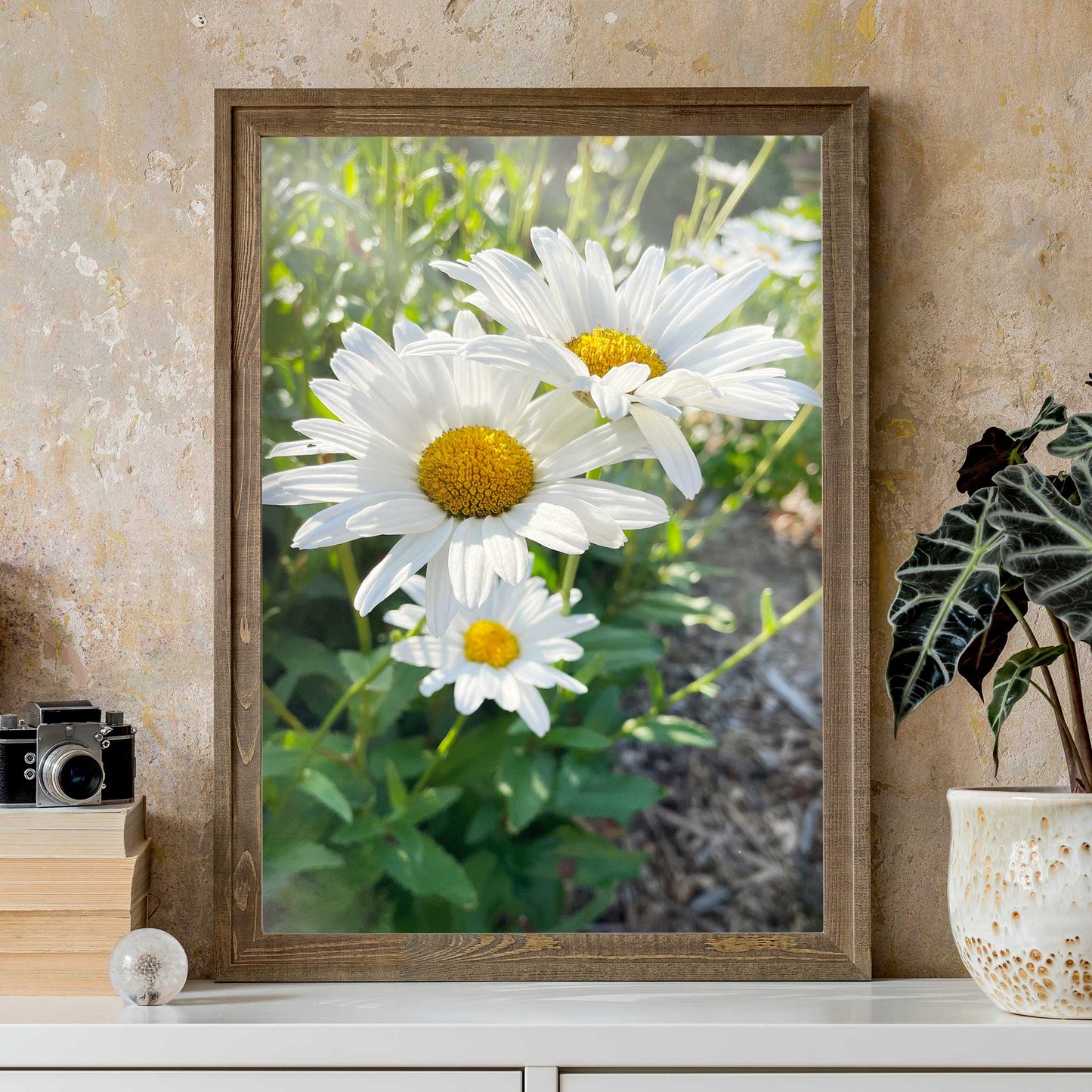 Sunlit Daisies Print