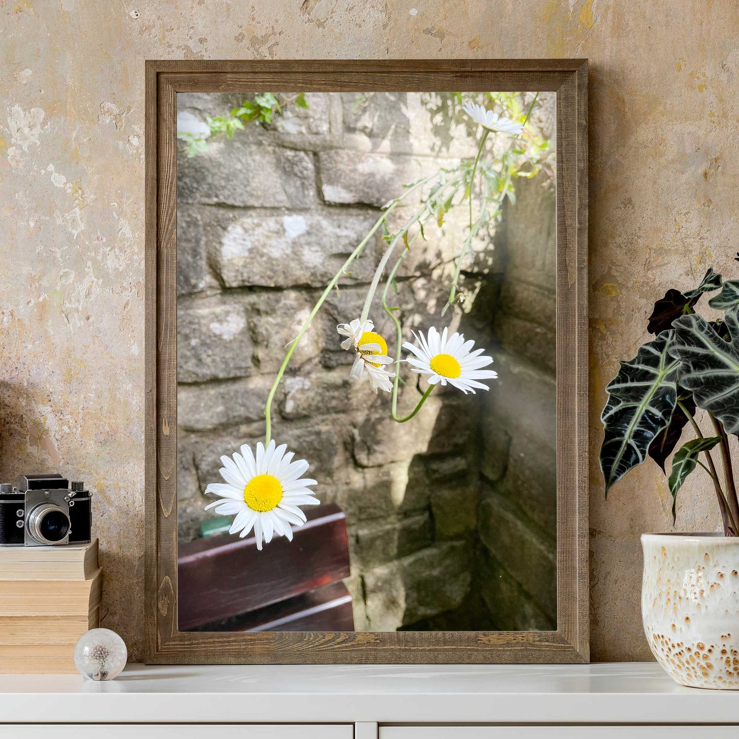 Reaching Daisies