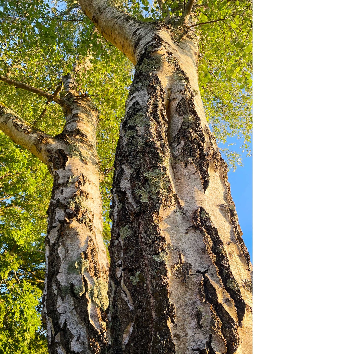 Majestic Birch