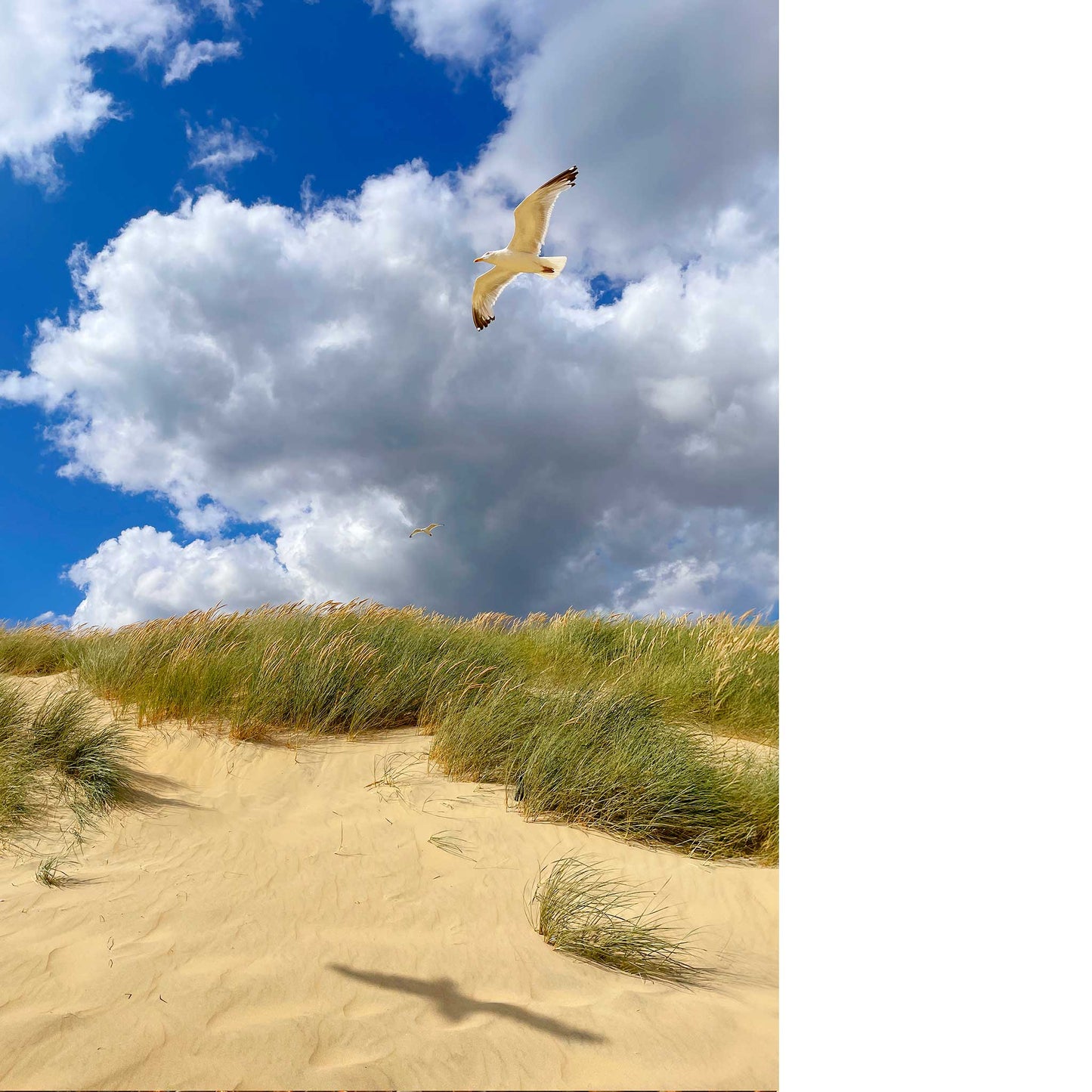 Wheeling Gull