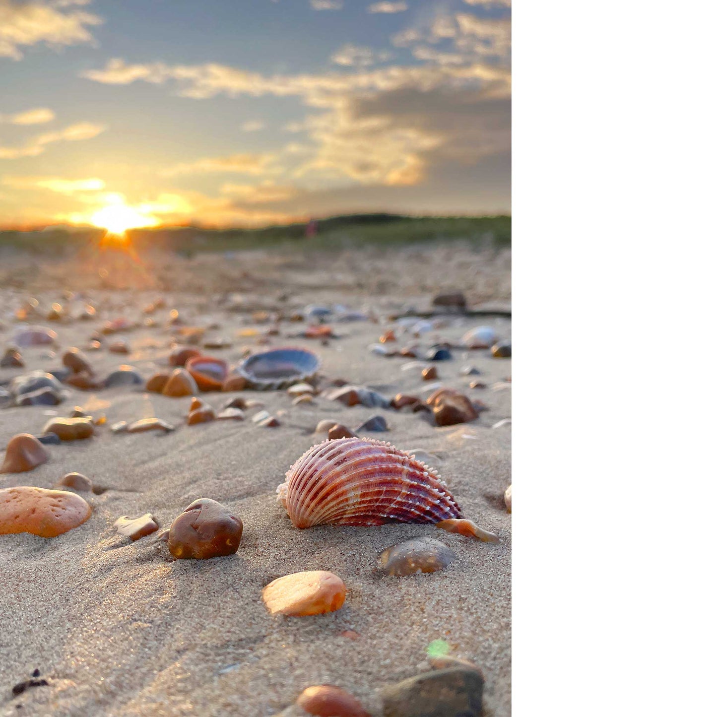 Glinting Shells