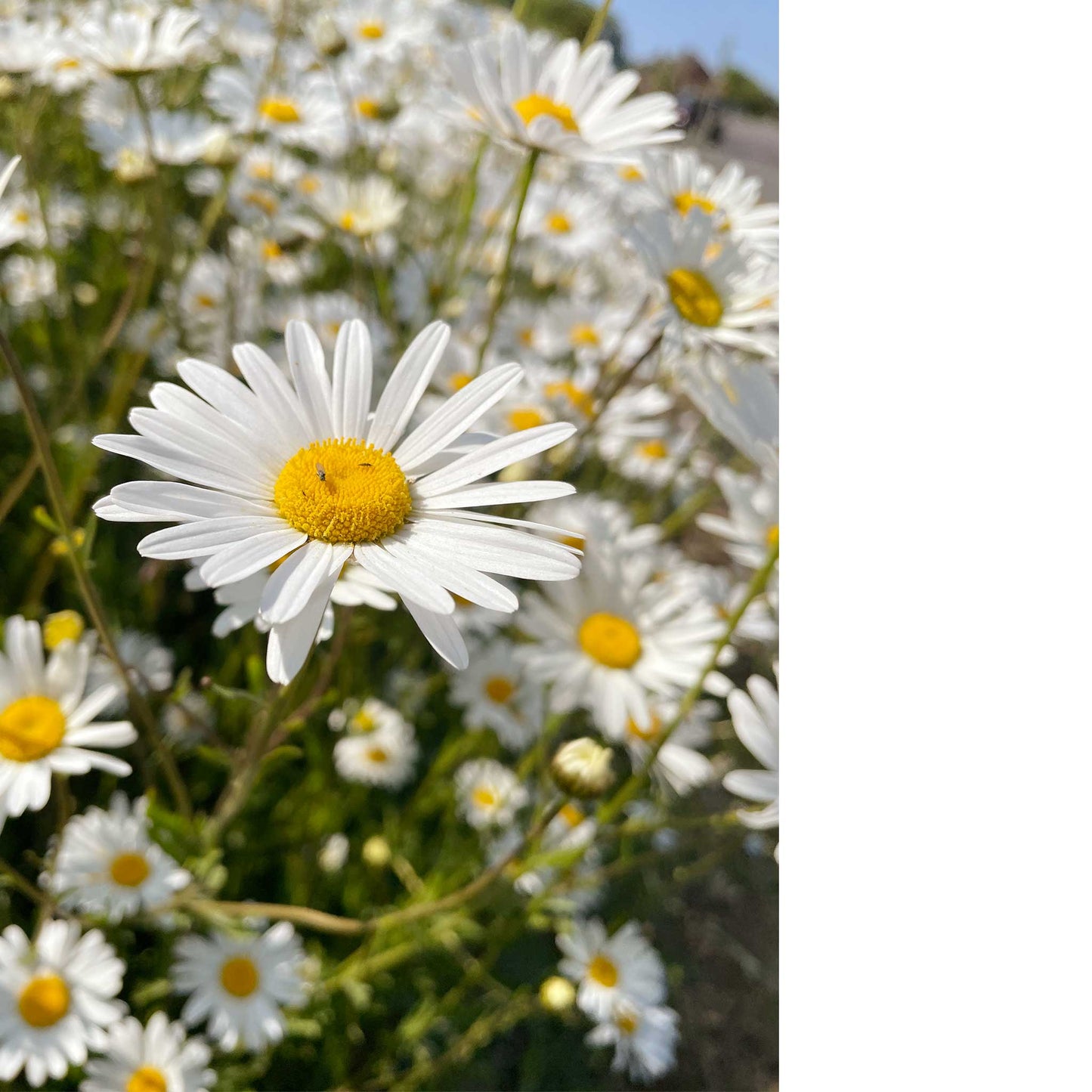 Daisy Glory Greeting Card