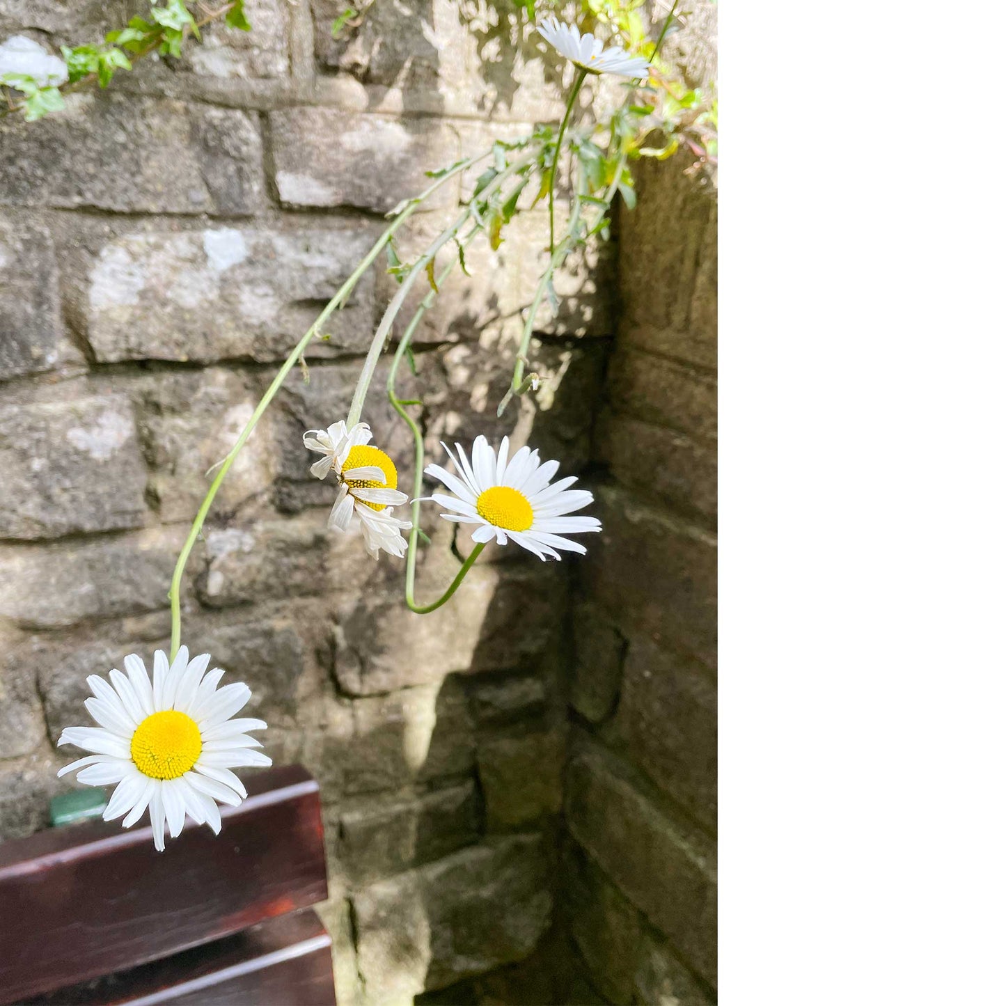 Reaching Daisies