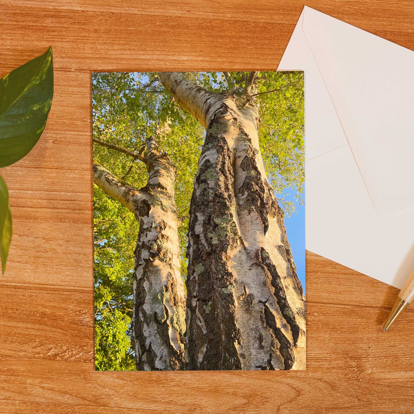 Majestic Birch