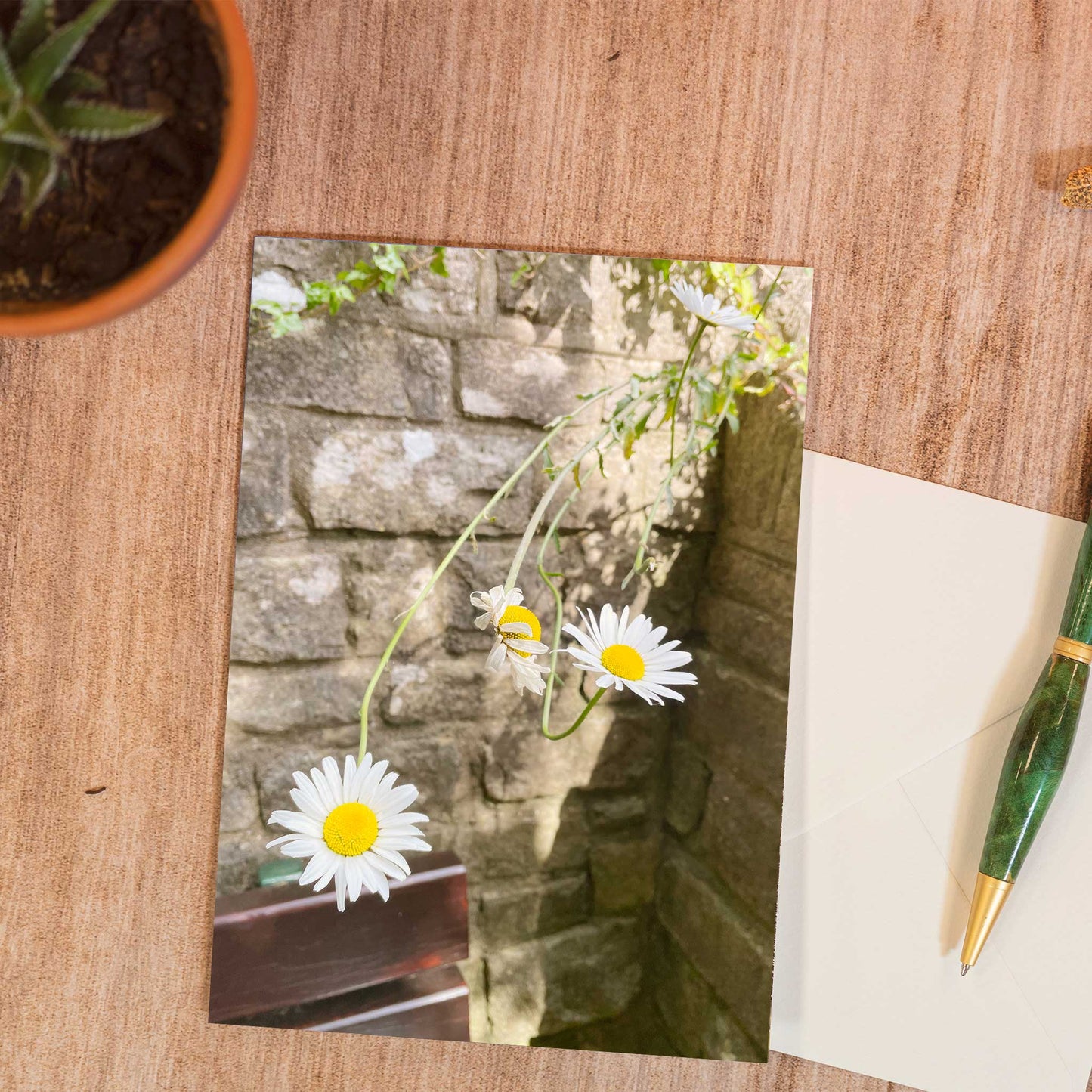 Reaching Daisies