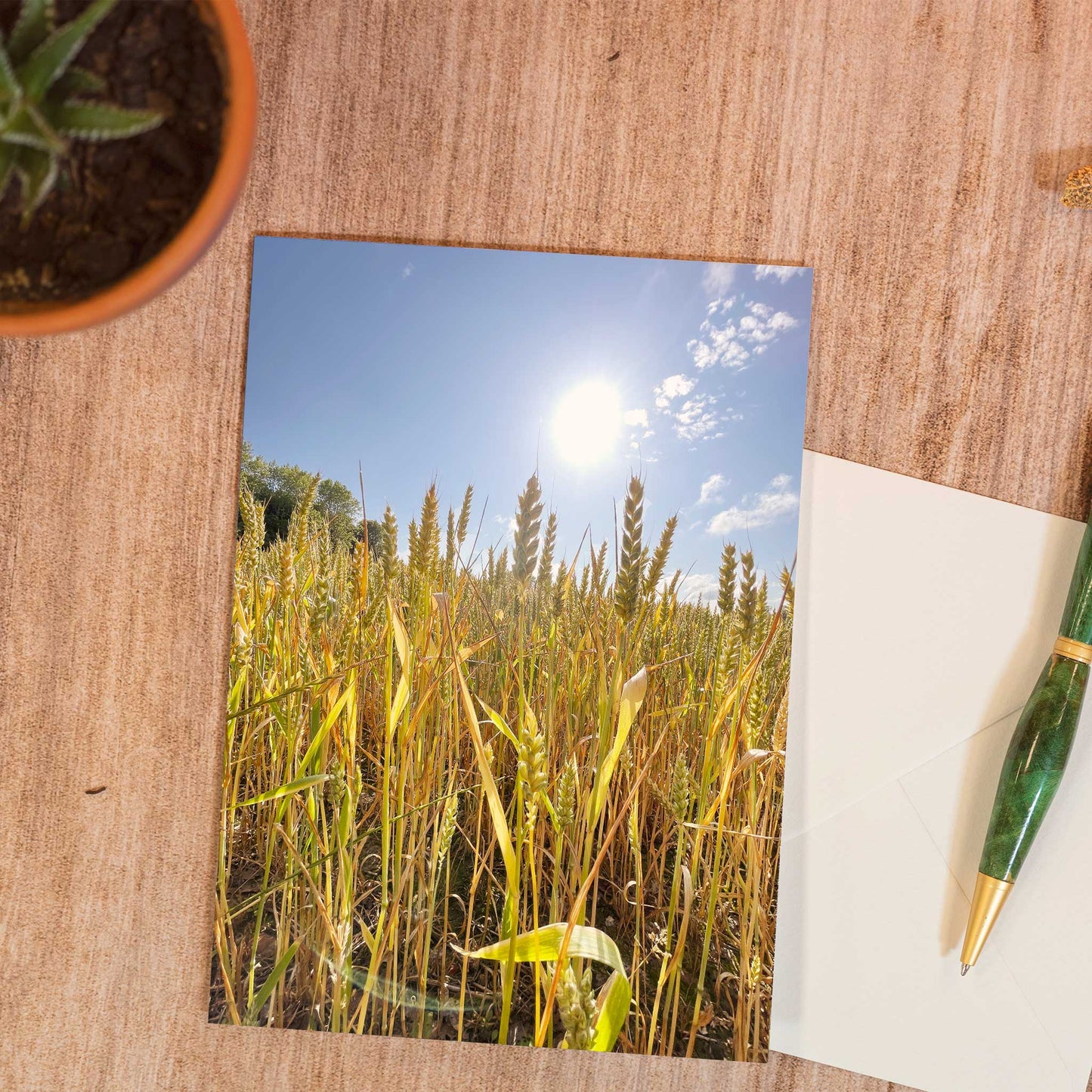 Sun-Ripened Wheat Greeting Card