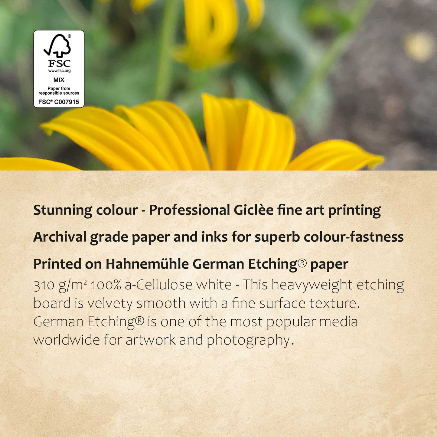 Black Eyed Susans Print