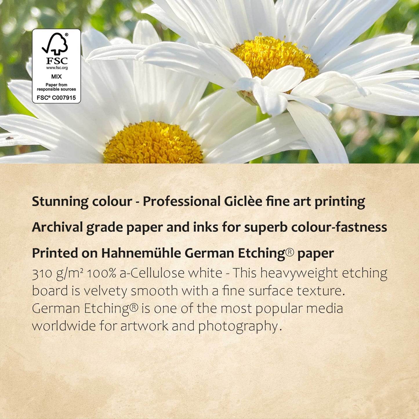 Sunlit Daisies Print