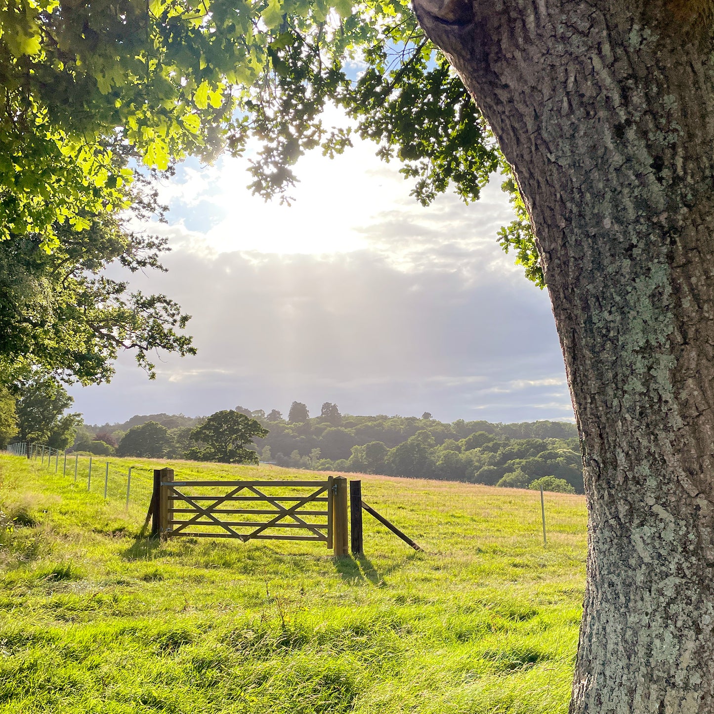 Pasture Gate Print