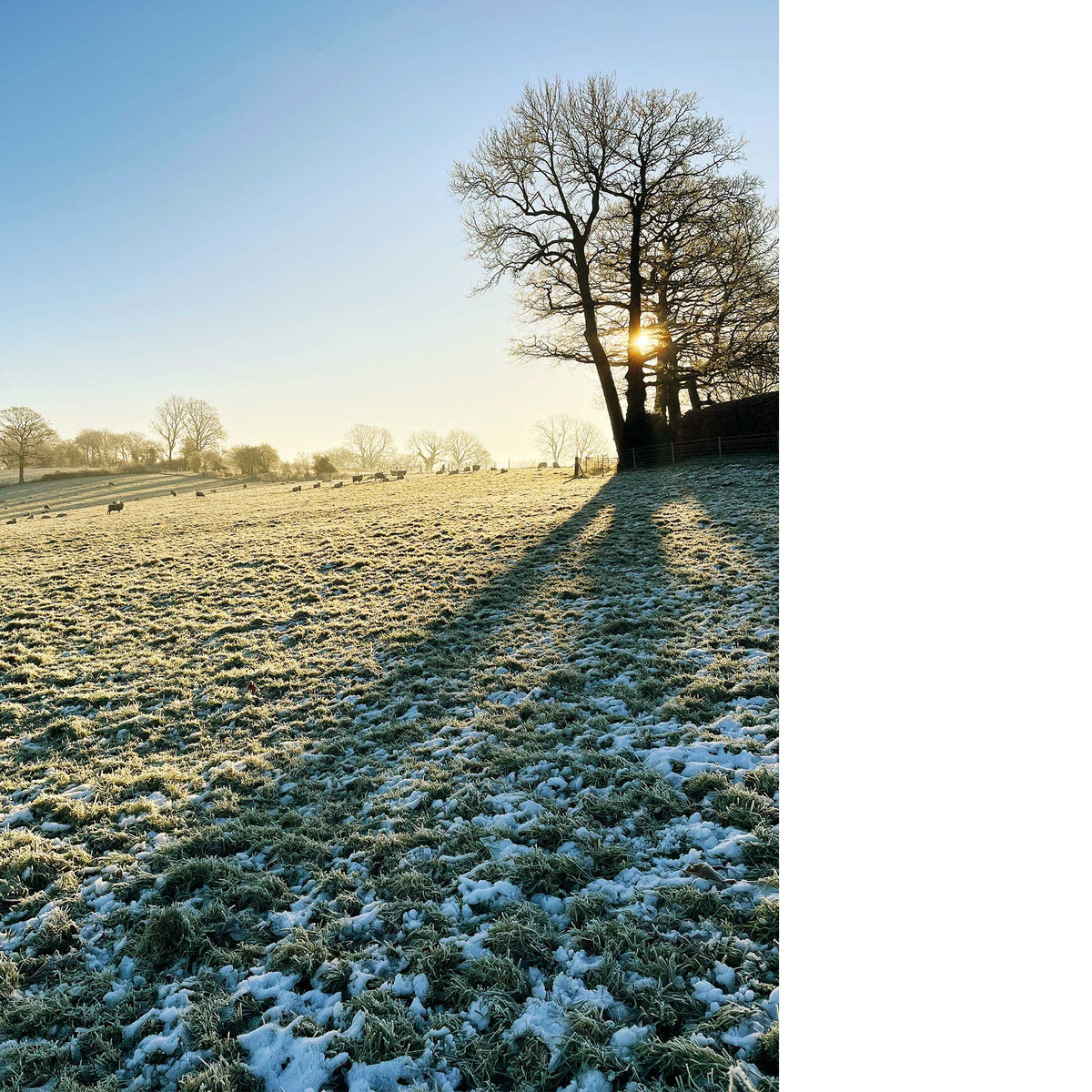 Farm Frost
