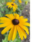 Black Eyed Susans Greeting Card
