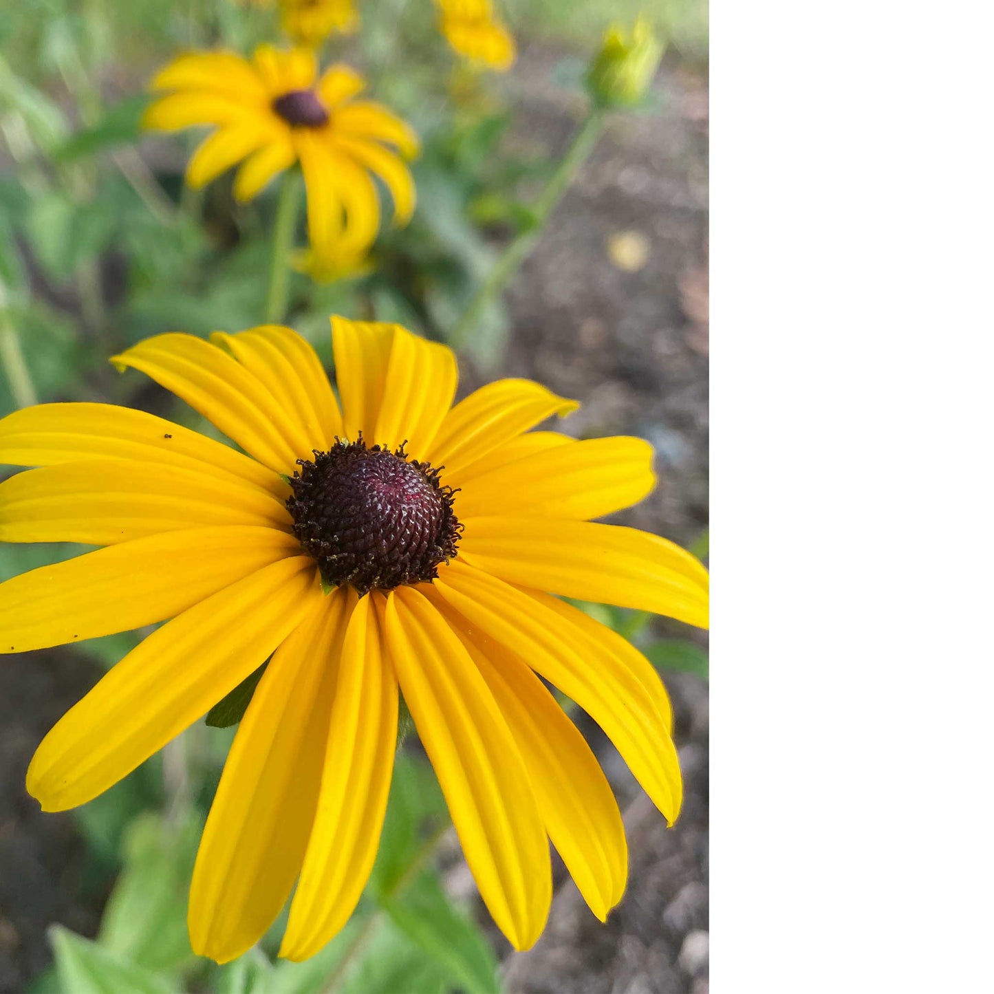 Black Eyed Susans Greeting Card