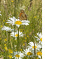 Butterfly On Daisy Print