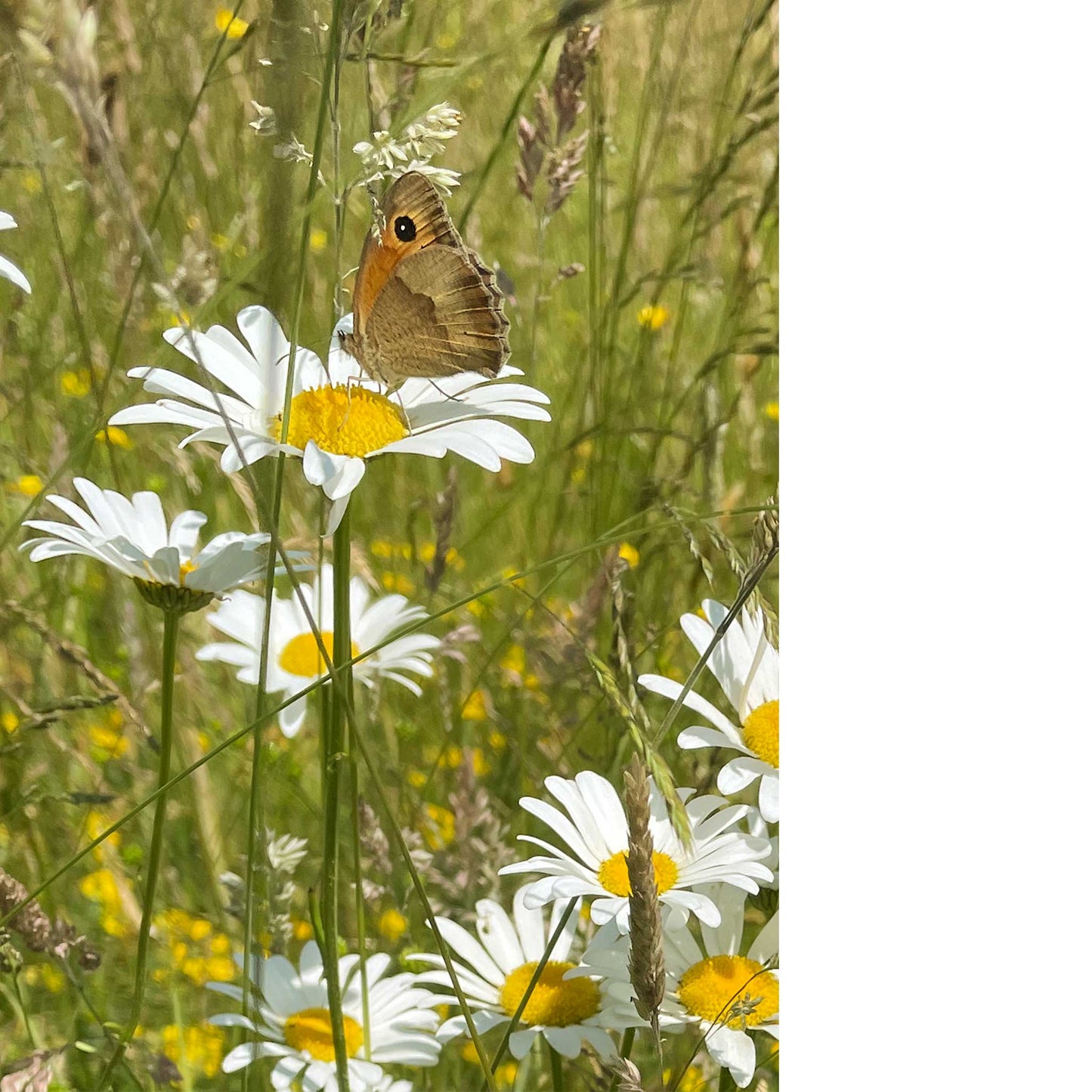 Butterfly On Daisy Print
