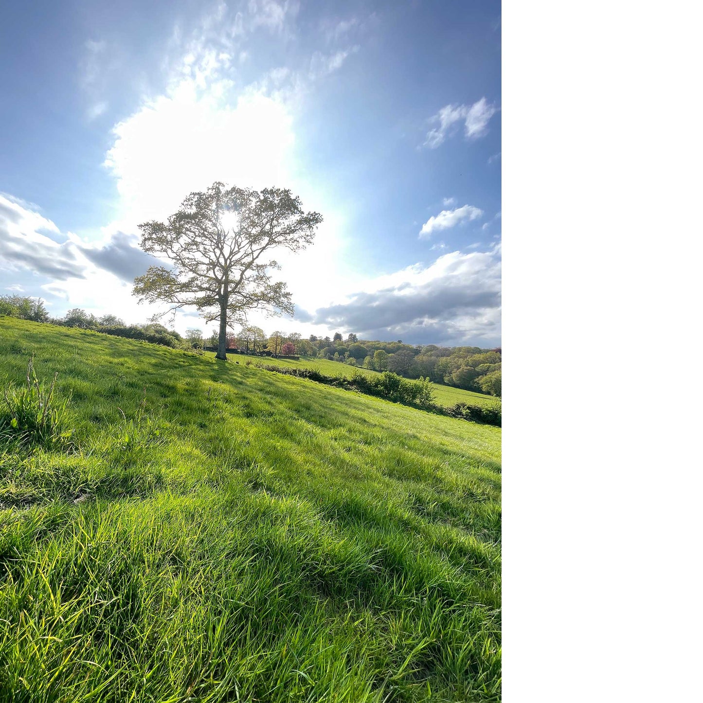 Spring Sunshine Greeting Card