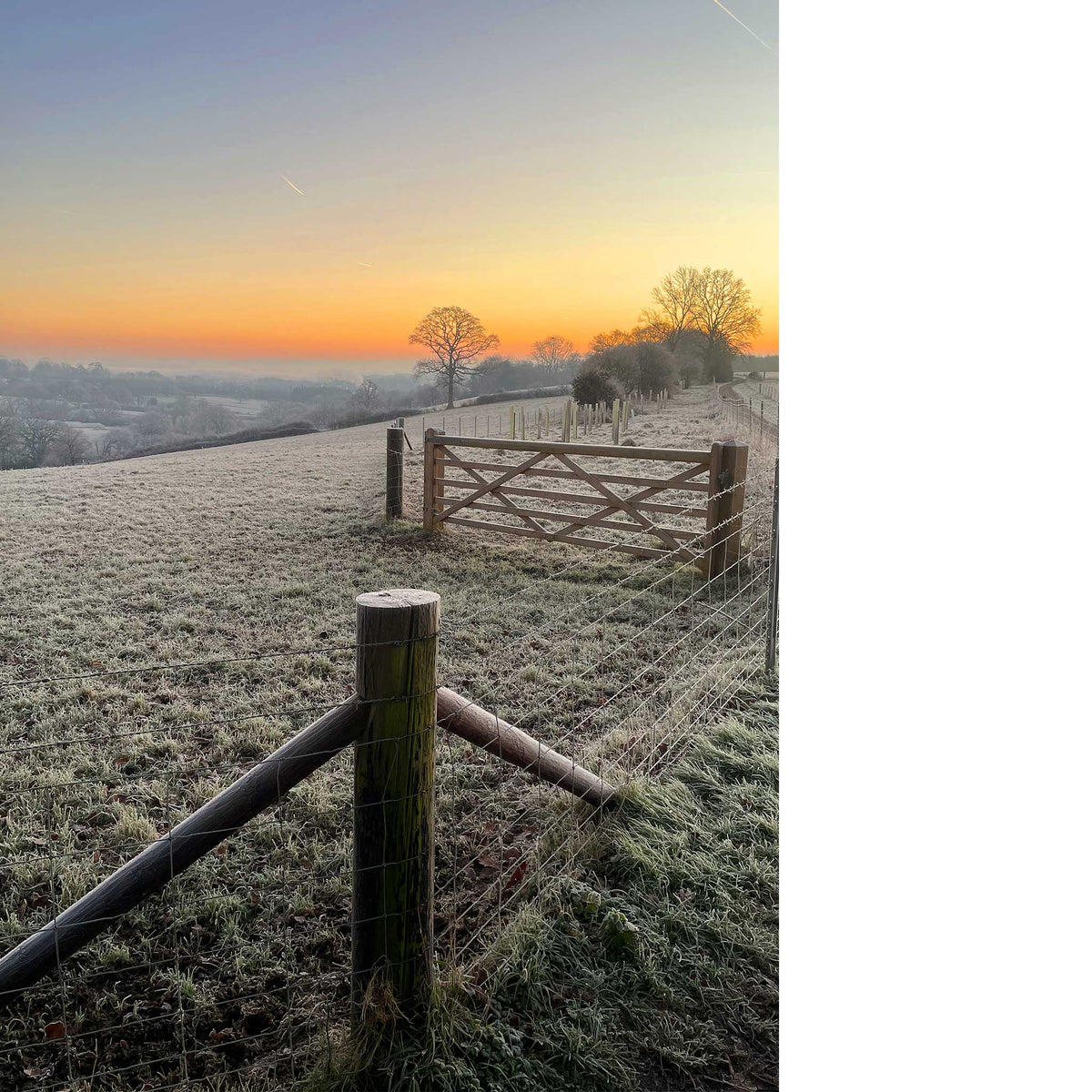 Sheep Field