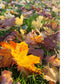 Autumn Leaves Print