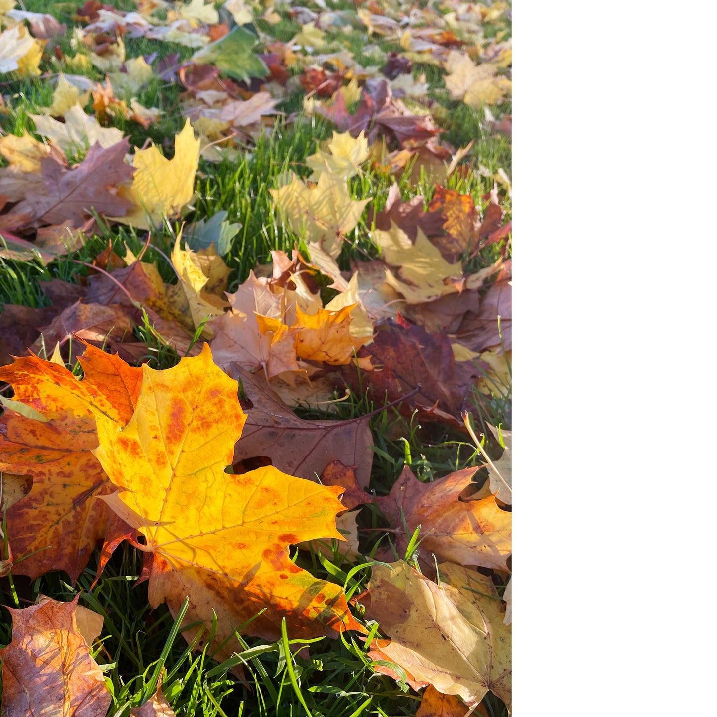 Autumn Leaves Print