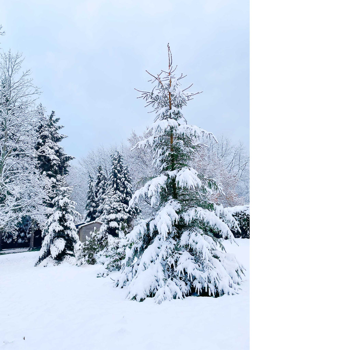 Winter Wonderland