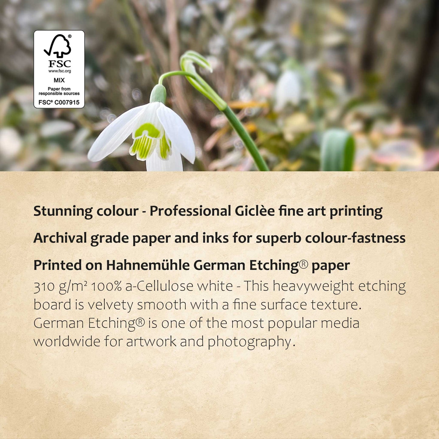 Snowdrop Print